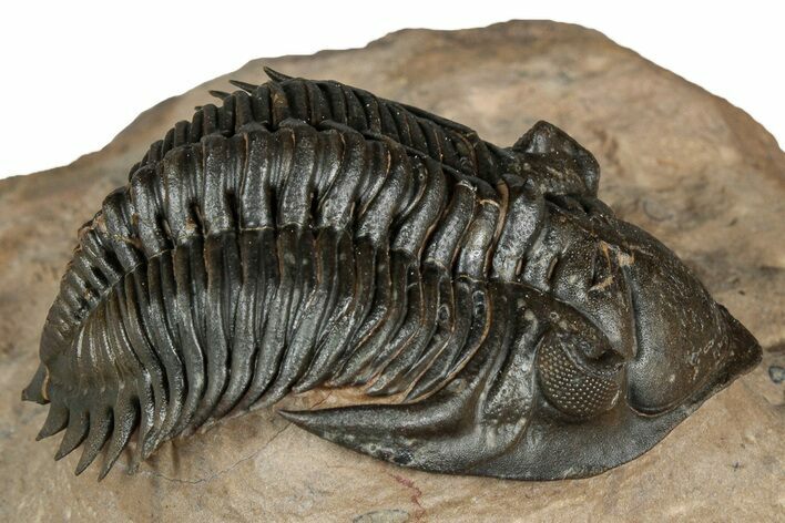 Stunning Metacanthina Trilobite - Lghaft, Morocco #339501